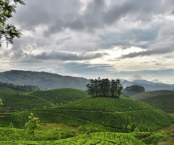 tea-estate copy