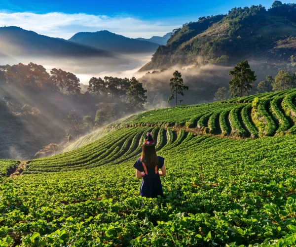 woman-wearing-hill-tribe-dress-strawberry-garden-doi-ang-khang-chiang-mai-thailand copy